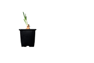 Young plant of onion growing in pot on white background. Growing green onions from bulbs. Onion bulb planted in a flower pot to grow green onion leaves.