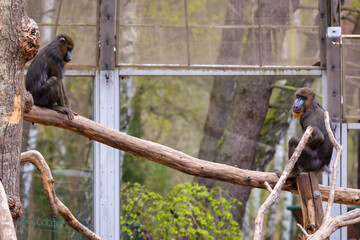 Mandrill monkeys in the zoo