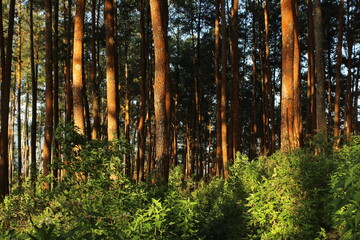 Beautiful pine forest background