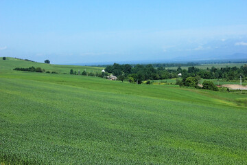 Fototapeta na wymiar Young green wheat field.