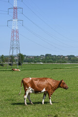 planète environnement agriculture elevage bovin vache lait climat bio agricole viande