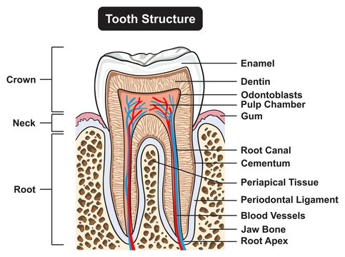 Human tooth structure anatomy infographic diagram teeth parts for dentistry medical science education cartoon vector drawing cross section illustration dental poster orthodontist crown root