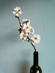 Blooming almond tree branch with selective focus in dark glass vine bottle vase in interior. Spring...