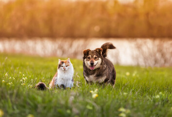 two cute furry friends striped cat and cheerful dog are walking in a sunny spring meadow