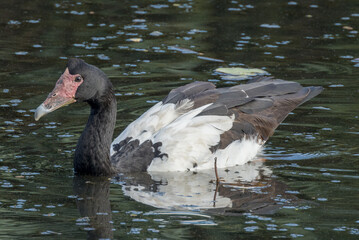 Magpie Goose in Queensland Australia