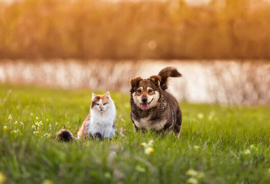 Two Cute Furry Friends Striped Cat And Cheerful Dog Are Walking In A Sunny Spring Meadow