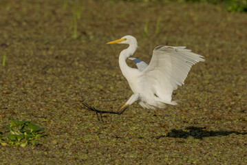 Intermediate or Plumed Egret in Queensland Australia