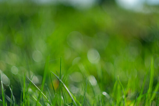 Green grass background. Green grass with bokeh.