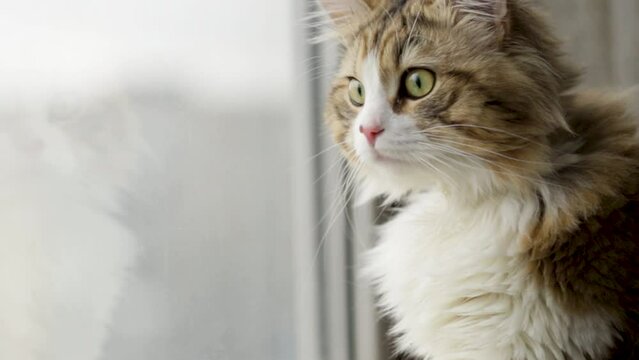 a beautiful cat looks into the camera with interest near the window on the balcony. close-up