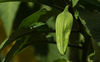 Flowers Brugmansia Fragrant