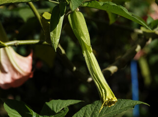 Flowers Brugmansia Fragrant
