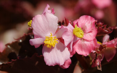 Obraz na płótnie Canvas Flowers Begonia evergreen