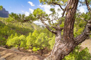 Pine forest on slopes of Caldera de Taburiente national park. La Palma, Canary, Spain
