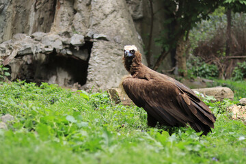 Aegipius Monk. Black vulture in the zoo. Keeping a wild bird of prey