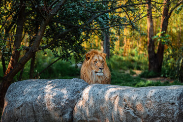 lion behind rocks with vegetation in the background