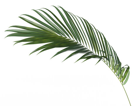 Coconut leaves abstract green nature tropical leaves palm trees. Summer concept isolated on white background. 3D Rendering