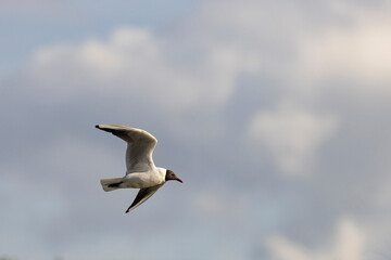 Seagull in Flight, summer plumage black-headed gull