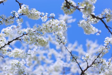 plum blossoms on a clear sunny day photo for postcards and for design 