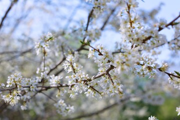 plum blossoms on a clear sunny day photo for postcards and for design 