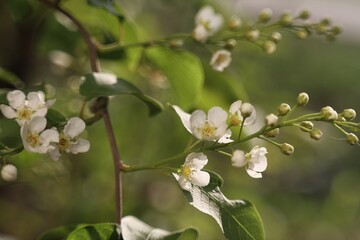 tree blossom