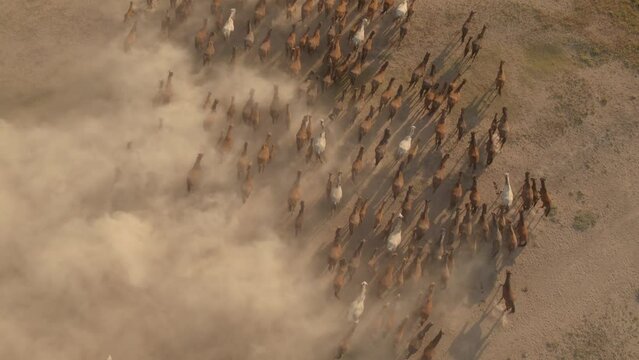 Wild horses are running in a large pack in Kayseri city, Turkey.