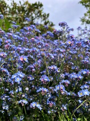 Forget-me-not in flower in late April in a garden, United Kingdom