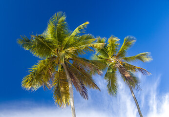Coco palm tree crowns with blue sky. Las Galeras, Dominican Republic