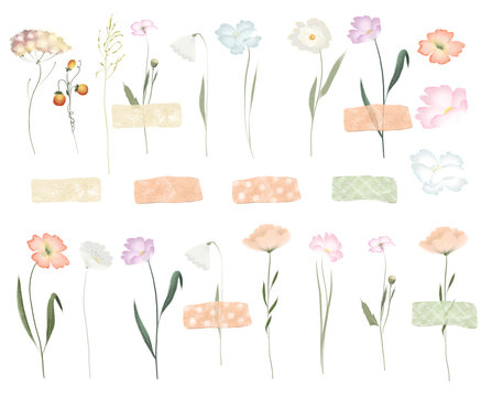 Set of watercolor wildflowers, summer herbarium, isolated illustrations on a white background