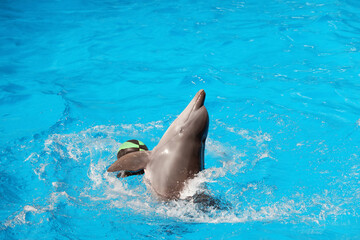 Naklejka premium Dolphin swimming with ball in pool at marine mammal park