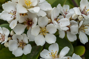 Small, white, pretty flowers; Raphiolepis umbellata