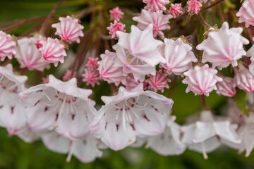 Kalmia (Kalmia latifolia) flowers in a Japanese garden