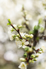 Blossoming cherry tree outdoors on spring day, closeup