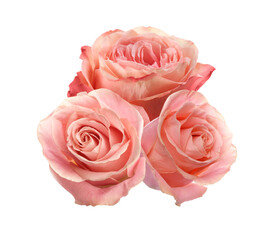 Obraz na płótnie Canvas Beautiful aromatic pink roses on white background