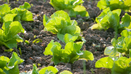 Pequeña huerta de lechuga y espinacas