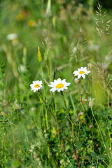Close up of daisies in the meadow. Springtime concept.