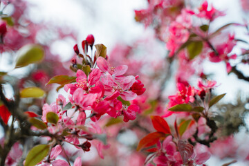 Praire Fire Crabapple bright pink blossom in April Spring