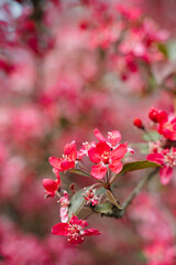 Fototapeta na wymiar Praire Fire Crabapple bright pink blossom in April Spring