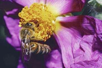 western honey bee on a flower of pink rockrose