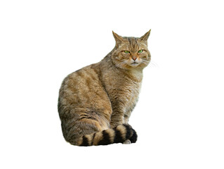 European wildcat, felis silvestris, isolated © fotomaster