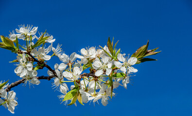 Close-up of the white flower blossoms on an american wild plum tree that is growing in the forest on a warm sunny spring day in May with a blue sky in the background.
