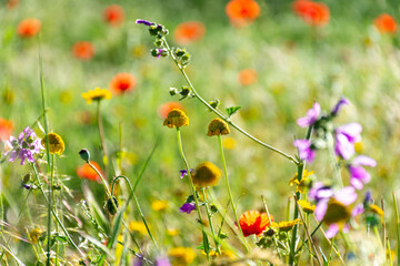 Beautiful wildflowers in the meadow in the countryside.