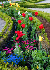 Beautiful landscape design. Flower bed with hyacinths, daffodils, daisies, tulips and boxwood labyrinths