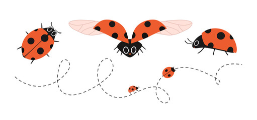 Cartoon ladybugs in different angles. Dotted line flying insects. Vector illustration of a red bug with wings, top and side and front. Hand drawn red spotted bug isolated.