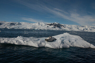 Fototapeta na wymiar Beautiful view of icebergs with seals in Antarctica