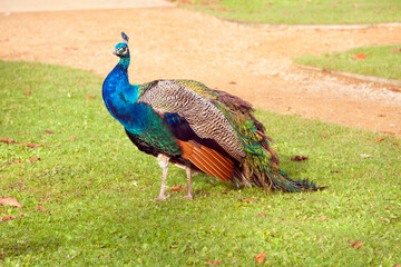 UK - London - The mail indian (aka common or blue) peacock (pavo cristatus) on a green garden lawn...