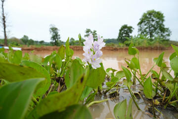 water hyacinth in the pond