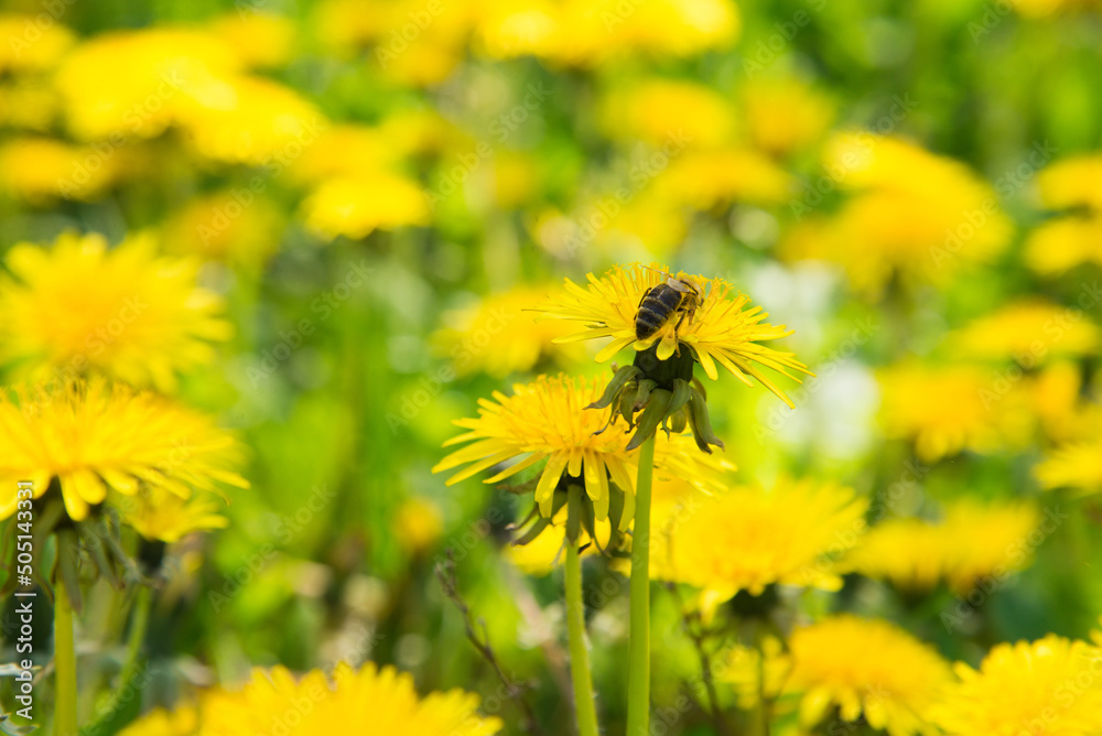 Sticker 
dandelions on a green meadow. Bee collects pollen and honey