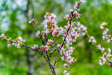 The Chinese cherry blossoming in the Far East. Early spring, cloudy day after rain.
