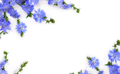 Blue flowers chicory ( Cichorium intybus ) on white background with space for text. Top view, flat lay - obrazy, fototapety, plakaty