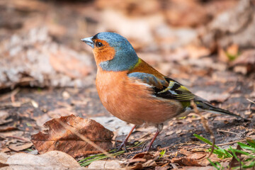 Common chaffinch, Fringilla coelebs, sits on the ground in spring. Common chaffinch in wildlife.